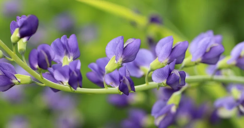 Fiche pratique : quelles couleurs obtenir avec quelles plantes ?