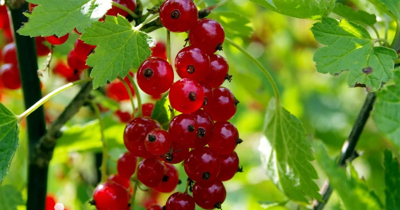 Trois recettes de teinture naturelle qui donnent de vraies couleurs